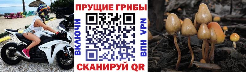 Галлюциногенные грибы Cubensis  цены наркотик  Тотьма 